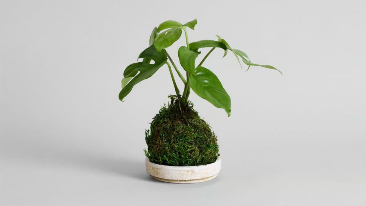 Bloomist Split Leaf Monstera Kokedama.jpg