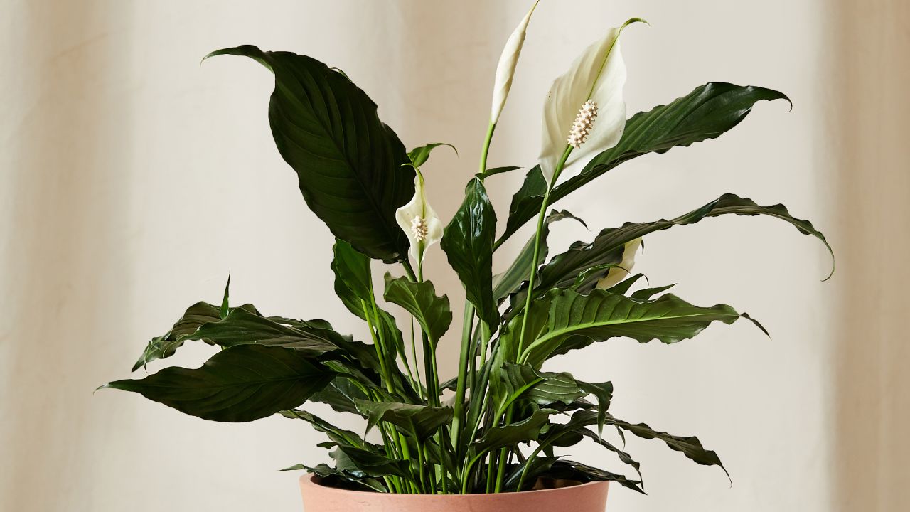 bloomscape peace lily cnnu.jpg