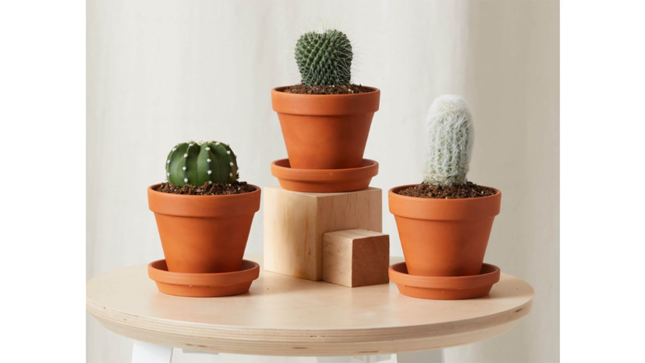 Bloomscape’s Cool Cacti Collection