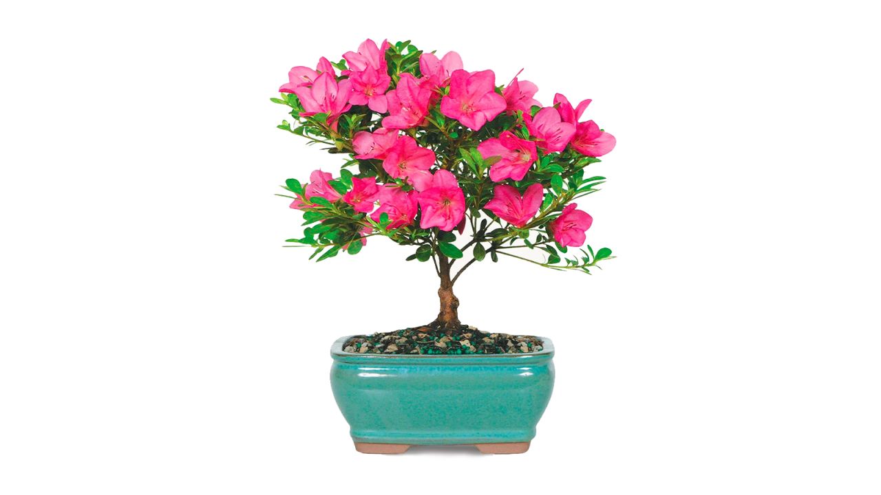 BloomsyBox Satsuki Azalea cnnu.jpg