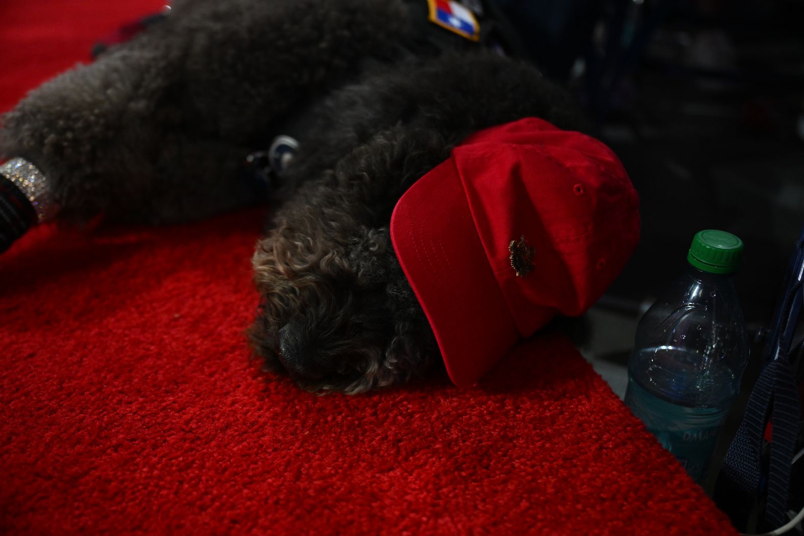 A service dog named Tzeitel rests during the convention on Monday.