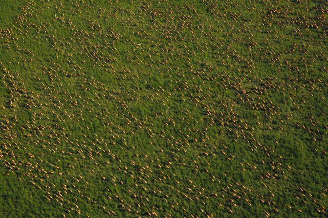 However, a new report from African Parks estimates that the country is home to one of the largest known animal migrations on Earth. More than five million antelope are thought to traverse the landscape each year.