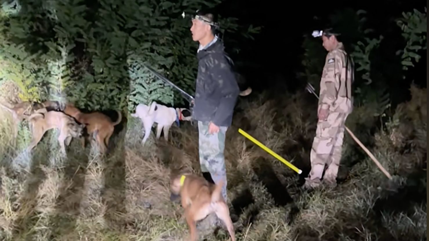 Bounty hunting wild boars in China The onceprotected species is now a