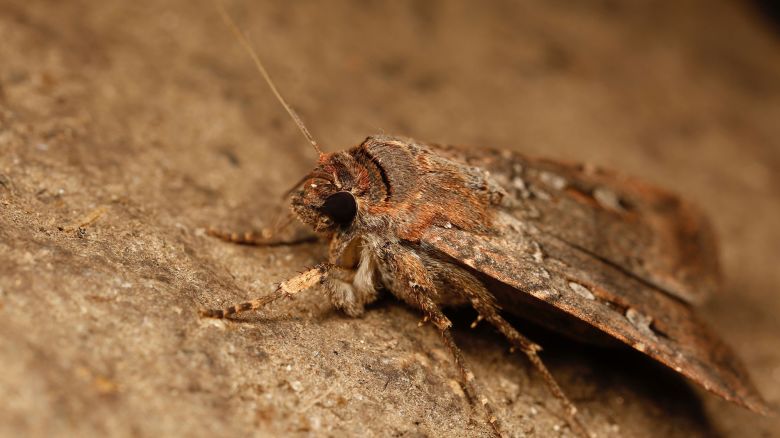 Bogong-moth.jpg