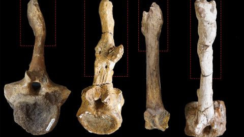 Examples of caudal vertebrae with healing fractures in the neural spines/spinous processes, suggesting that an external force had pressed on top of them.