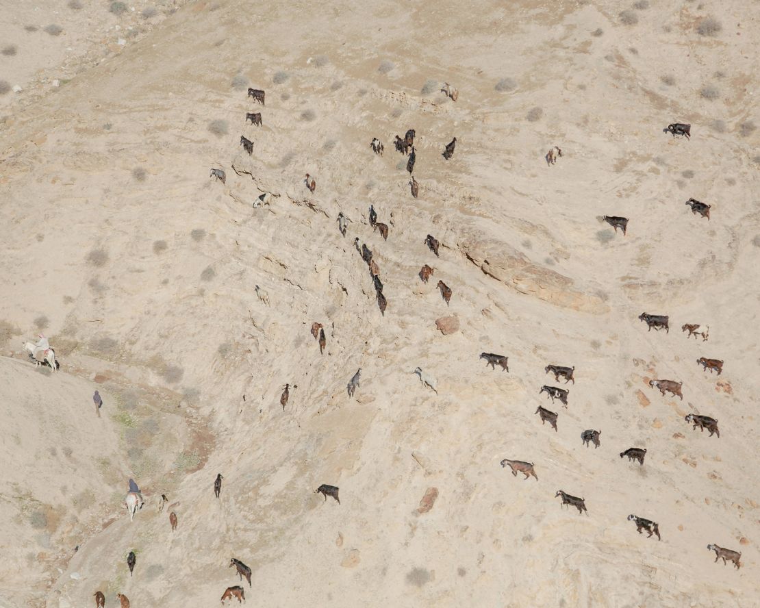 Bedouin herders lead a flock of goats home near the Nabi Musa mosque. The Bedouins walk tens of miles with their herd every day to find food for them.