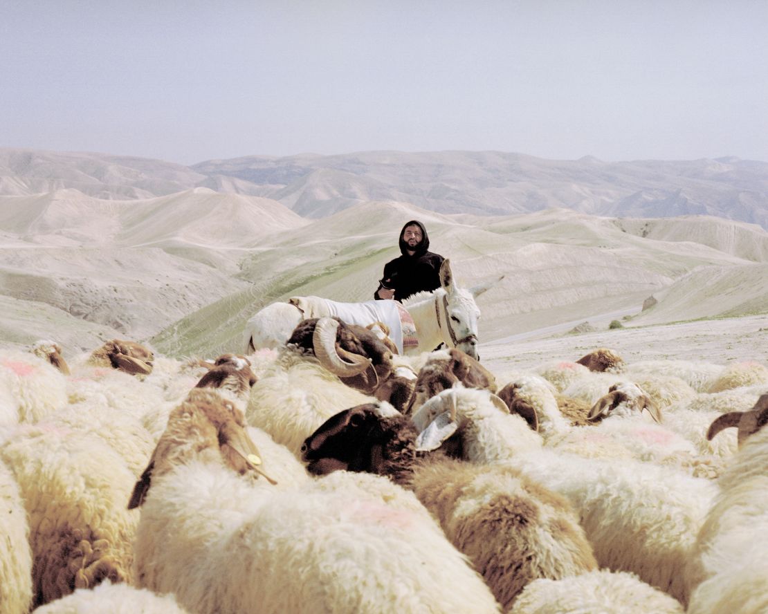 A Bedouin shepherd with his flock in the desert between Jericho and Ramallah. In Bedouin culture, it is normal for shepherds to leave their communities for several weeks with their herd, with whom they migrate for food.