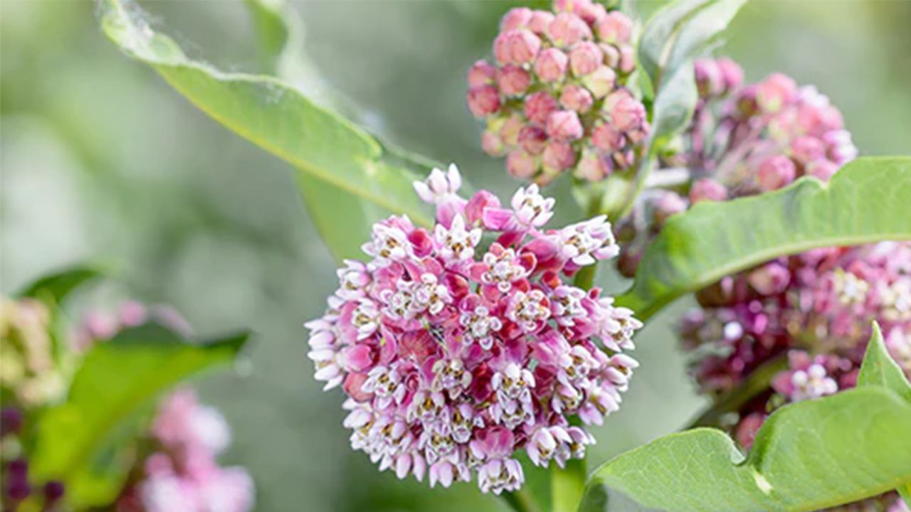 botanical interests common milkweed butterfly flower cnnu.jpg