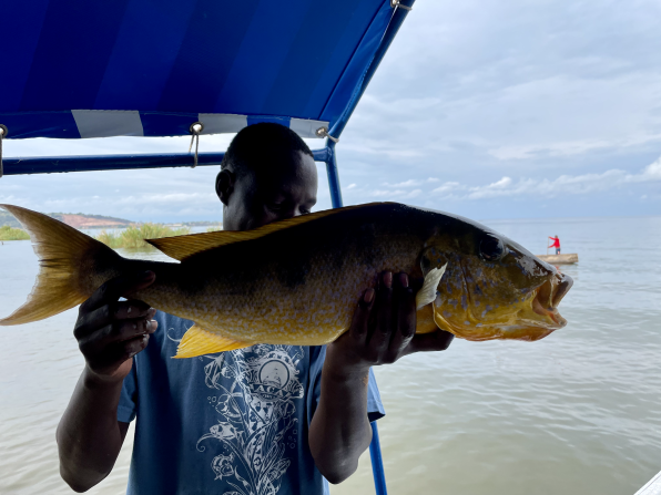 The conservation of freshwater bodies like Lake Victoria and Lake Tanganyika is important for collectors and locals, many of whom rely on cichlids for food and as a source of income. In this picture, a fish of the <em>Boulengerochromis microlepis</em> species, also known as the “giant cichlid,” is held aloft on Lake Tanganyika.