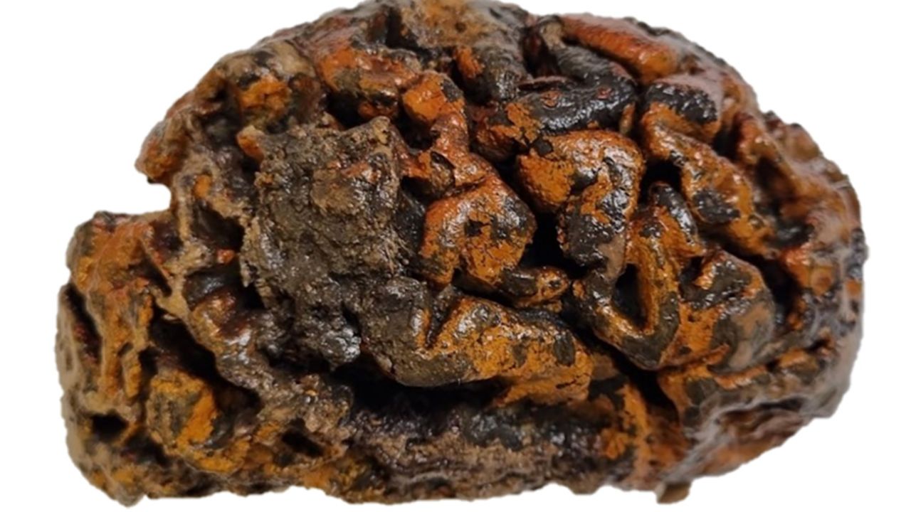 The 1,000 year-old brain of an individual excavated from the c. 10th Century churchyard of Sint-Maartenskerk (Ypres, Belgium). The folds of the tissue, which are still soft and wet, are stained orange with iron oxides.