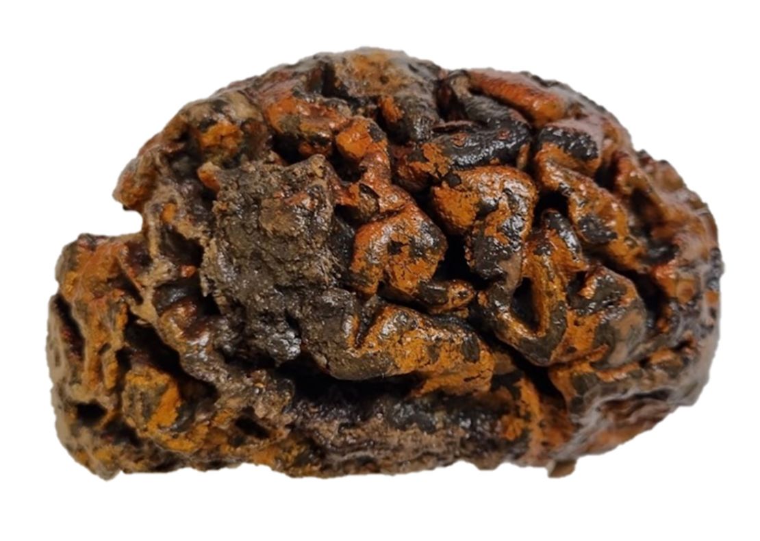 Shown here is the 1,000-year-old brain of a person excavated from the c. 10th century churchyard of Sint-Maartenskerk, in Ypres, Belgium. The folds of the tissue, which are still soft and wet, are stained orange with iron oxides.