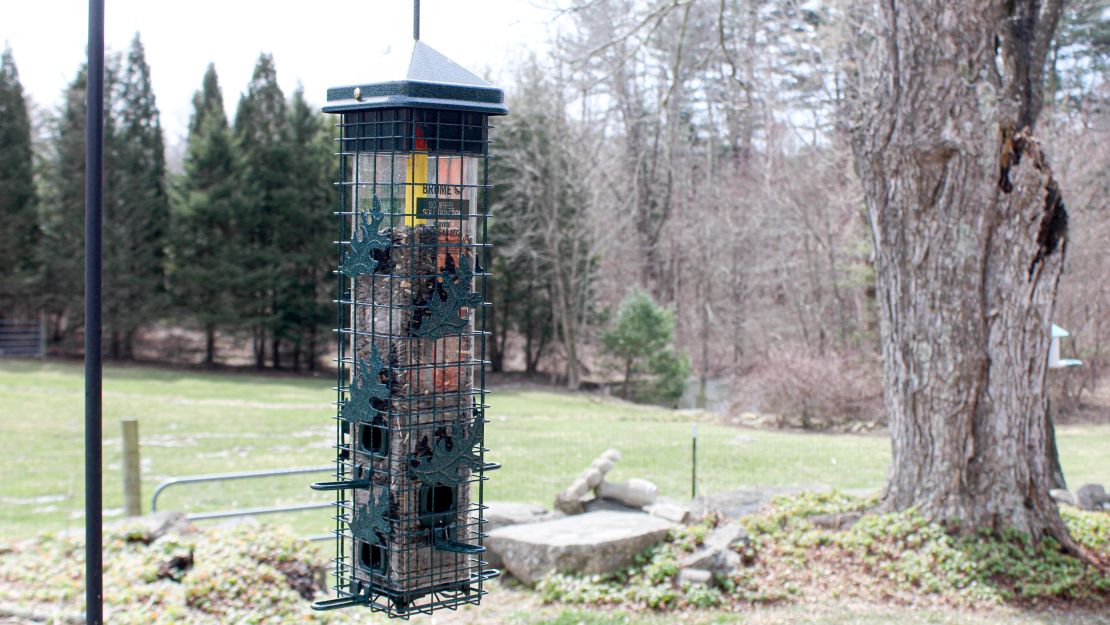 A bird feeder hangs in a backyard. There's a tree and lots of grass in the background.