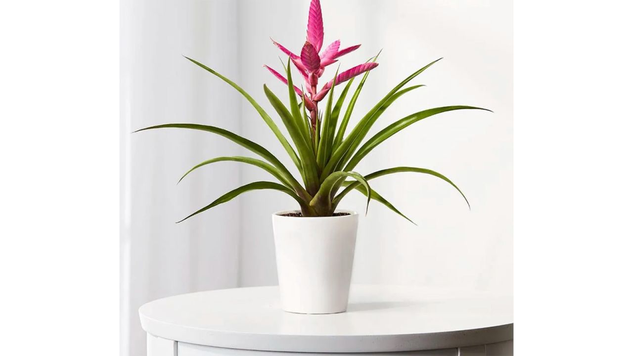 Bromeliad Antonio