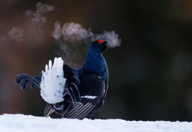 This photograph shows a black grouse performing a courtship display on a cold spring morning in Kuusamo, Finland. The males gather to charge at each other in mock battles, which occasionally escalate to real fights. It was taken by Markus Varesvuo and was recognized in the best portrait category.