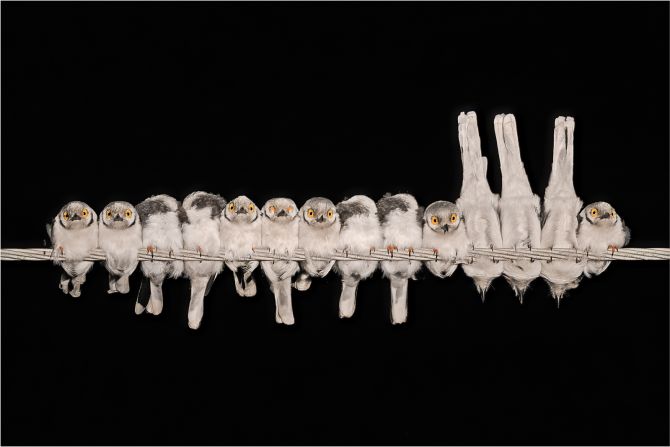 Gary Collyer captured this photograph of a group of white-crested helmetshrikes huddling together before sleeping on a cold March evening in South Africa. The picture was recognized in the comedy bird photo category.