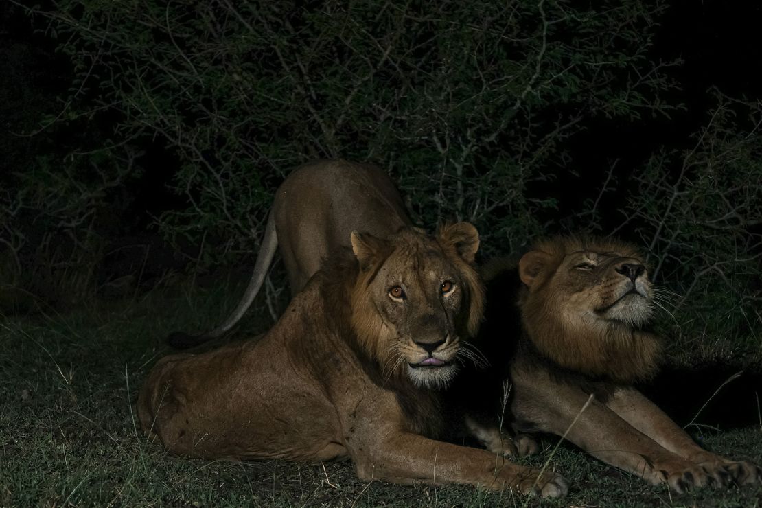 Jacob (left) and Tibu stretch before going on an evening hunt.