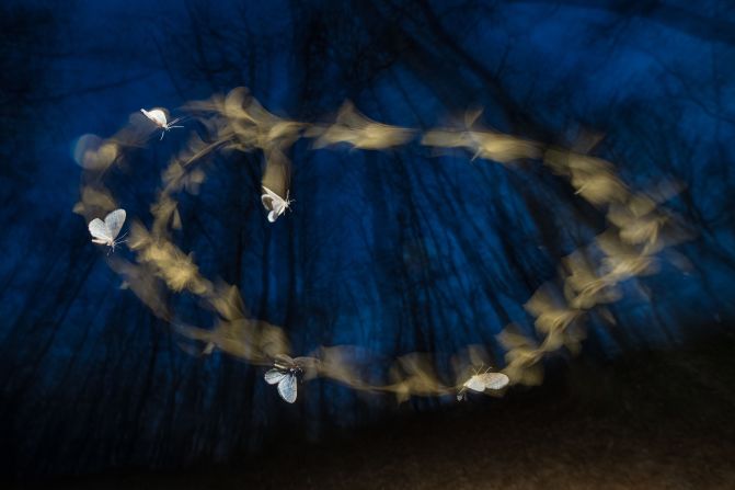Ferenc Kocsis quedó segundo en la categoría de mariposas y libélulas al utilizar un flash estroboscópico para capturar una polilla invernal, congelada en cinco posiciones, revoloteando en un bosque húngaro al anochecer.