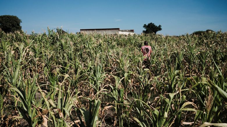 Local farmer Adam Mudenda walks through his field of drought-affected maize in Heany Junction outside Bulawayo, Zimbabwe March 7, 2024.