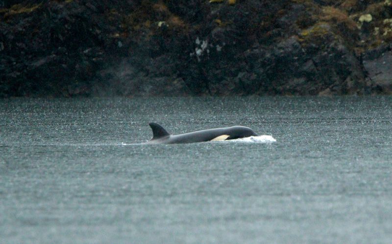 Vancouver Island: Rescuers Pause Efforts To Save An Orphaned Orca Calf ...