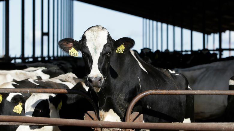 In this 2016 photo, cows are seen at a dairy in California. 