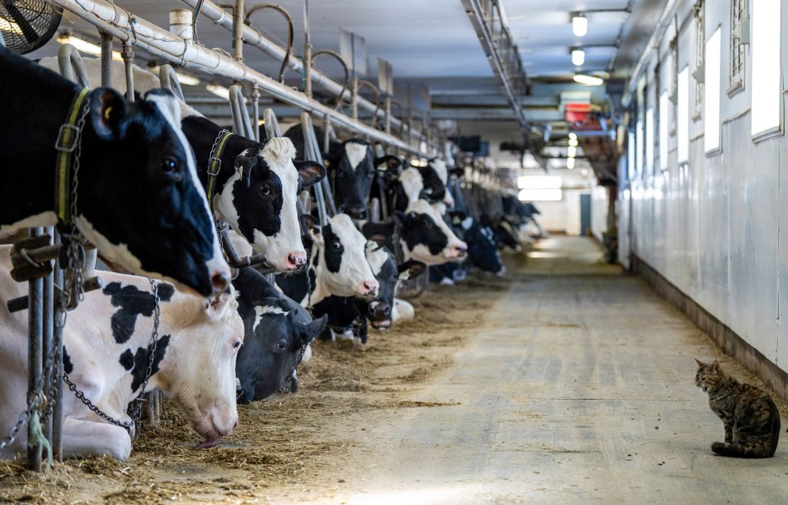 A barn cat looks at the cows while waiting to be milked in a dairy farm in Granby, Quebec, February 5, 2025. 