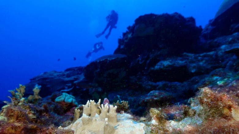 Bleached coral is visible at the Flower Garden Banks National Marine Sanctuary, off the coast of Galveston, Texas, in the Gulf of Mexico, on September 16, 2023.