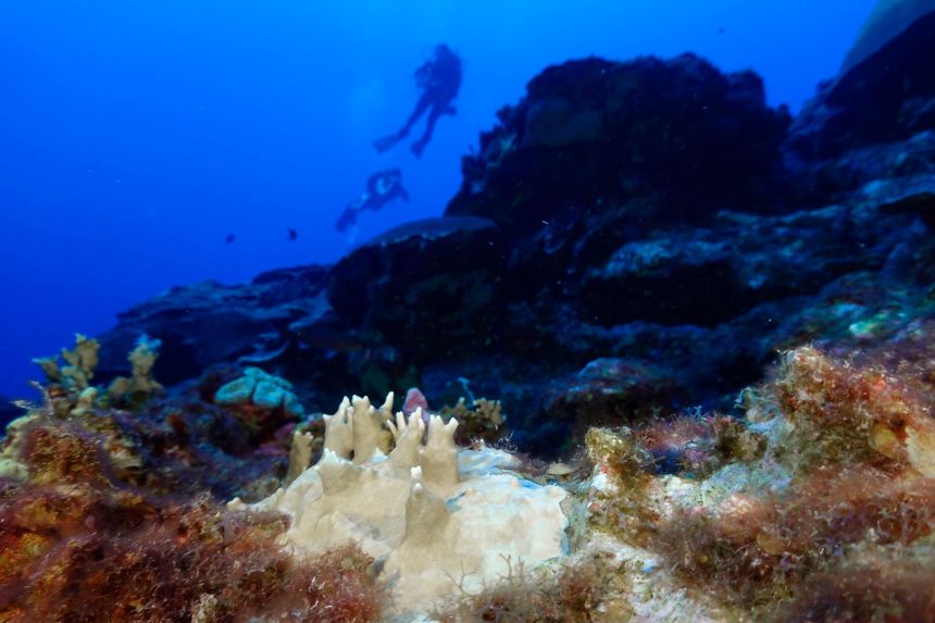 Bleached coral is visible at the Flower Garden Banks National Marine Sanctuary, off the coast of Galveston, Texas, in the Gulf of Mexico, on September 16, 2023.
