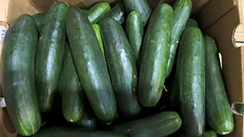 Dozens sickened in expanding salmonella outbreak linked to recalled cucumbers | CNN