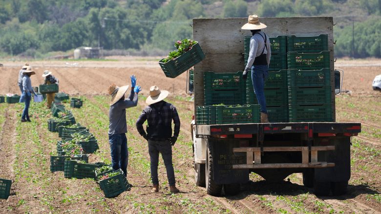 Farm workers gather produce on June 12 in Moorpark, California.