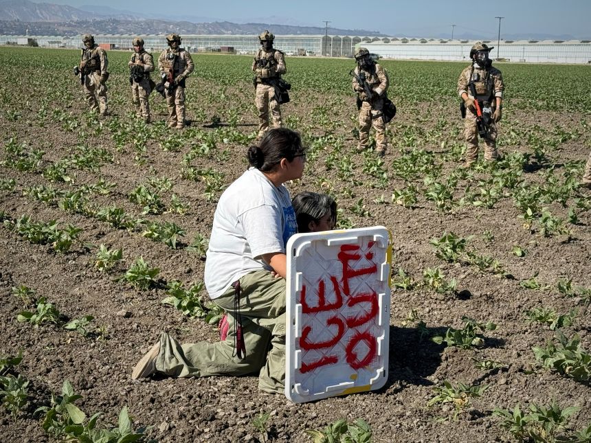 A demonstrator kneels Thursday before federal agents in a farm field during an immigration raid in Camarillo, California.