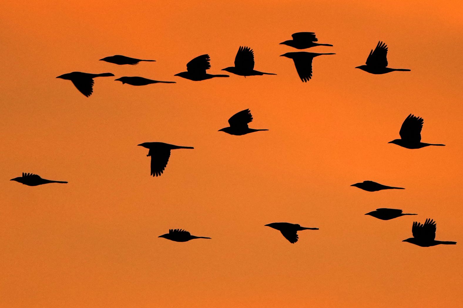 Starlings fly over the Baker Wetlands in Lawrence, Kansas, on Saturday, November 15.