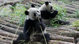 Yuan Zi (right) and Huan Huan (left) eat bamboo at the Zoo Parc de Beauval in Saint-Aignan, France, on January 17, 2012.