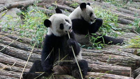 Yuan Zi (right) and Huan Huan (left) eat bamboo at the Zoo Parc de Beauval in Saint-Aignan, France, on January 17, 2012.