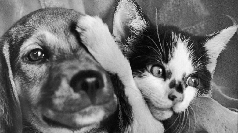A puppy and kitten wait for adoption in the Methuen Animal Farm of the Massachusetts Society for the Prevention of Cruelty in Methuen, Massachusetts, in 1970. 