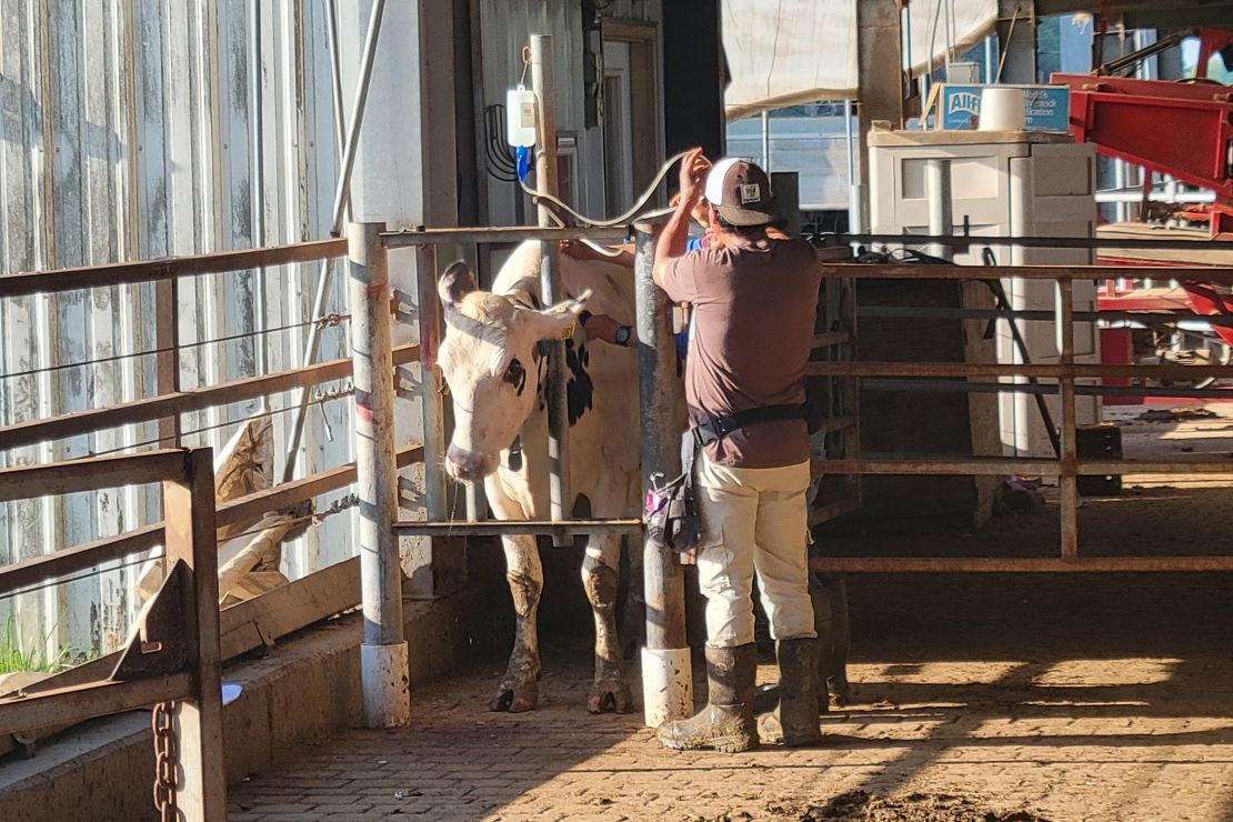 All of Indiana dairy farmer Steve Obert's employees are authorized to work, but he is among the business leaders advocating for more work permits for longtime undocumented residents.
