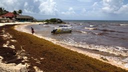 Sargassum, a seaweed-like algae, covers a beach on June 15, 2019 in Tulum, Mexico. Mexico's Riviera Maya Caribbean tourist towns of Cancun, Playa del Carmen and Tulum are being inundated with tons of foul-smelling seaweed-like algae called sargassum that has turned the pristine blue waters brown and littered the white sands beaches.