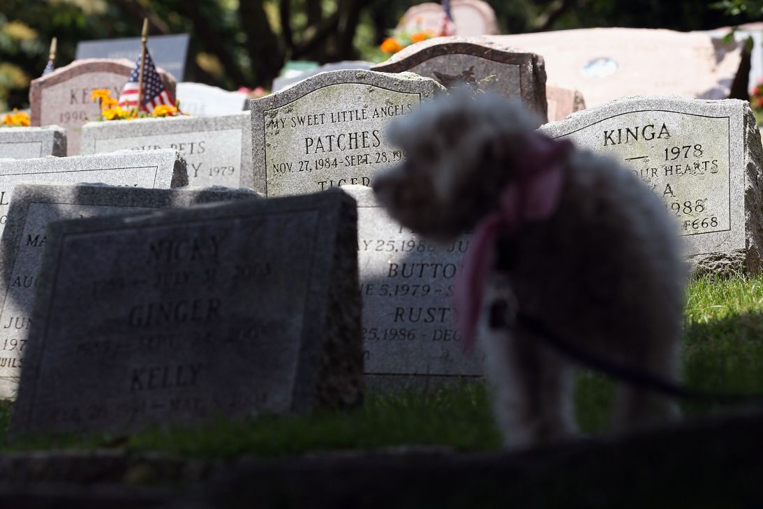 Rescued dog Tessa awaits adoption at the Hartsdale Pet Cemetery on June 10, 2012 in Hartsdale, New York. 