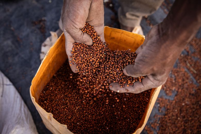 A man sifts through sorghum, a drought-resilient crop, to remove impurities in Tigray Region, Ethiopia.