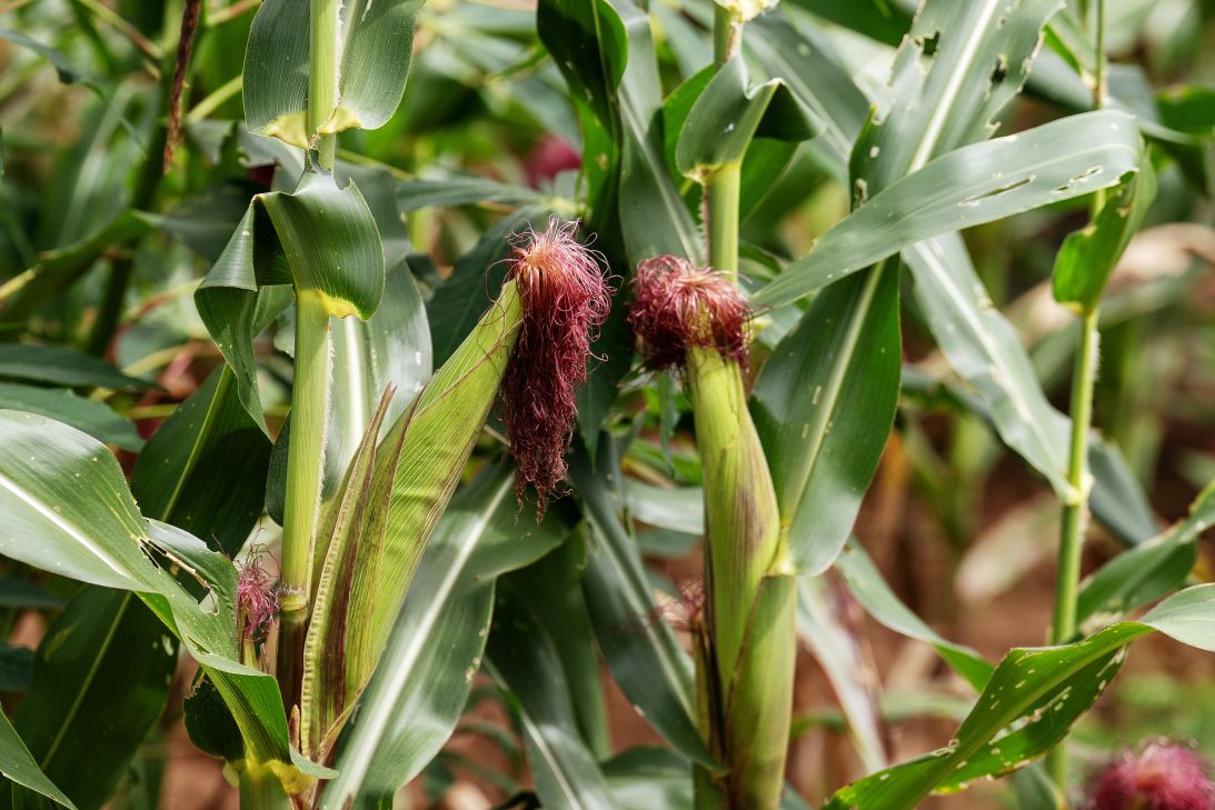 A maize crop seen in the Machinga region of Malawi. Last year, the country's maize production fell by 17% due to severe droughts.