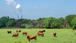 Cows graze in a field near the coal-fueled Oak Grove Power Plant on April 29, 2024 in Robertson County, Texas.