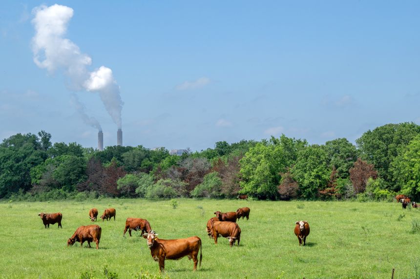 Cows graze in a field near the coal-fueled Oak Grove Power Plant on April 29, 2024 in Robertson County, Texas.