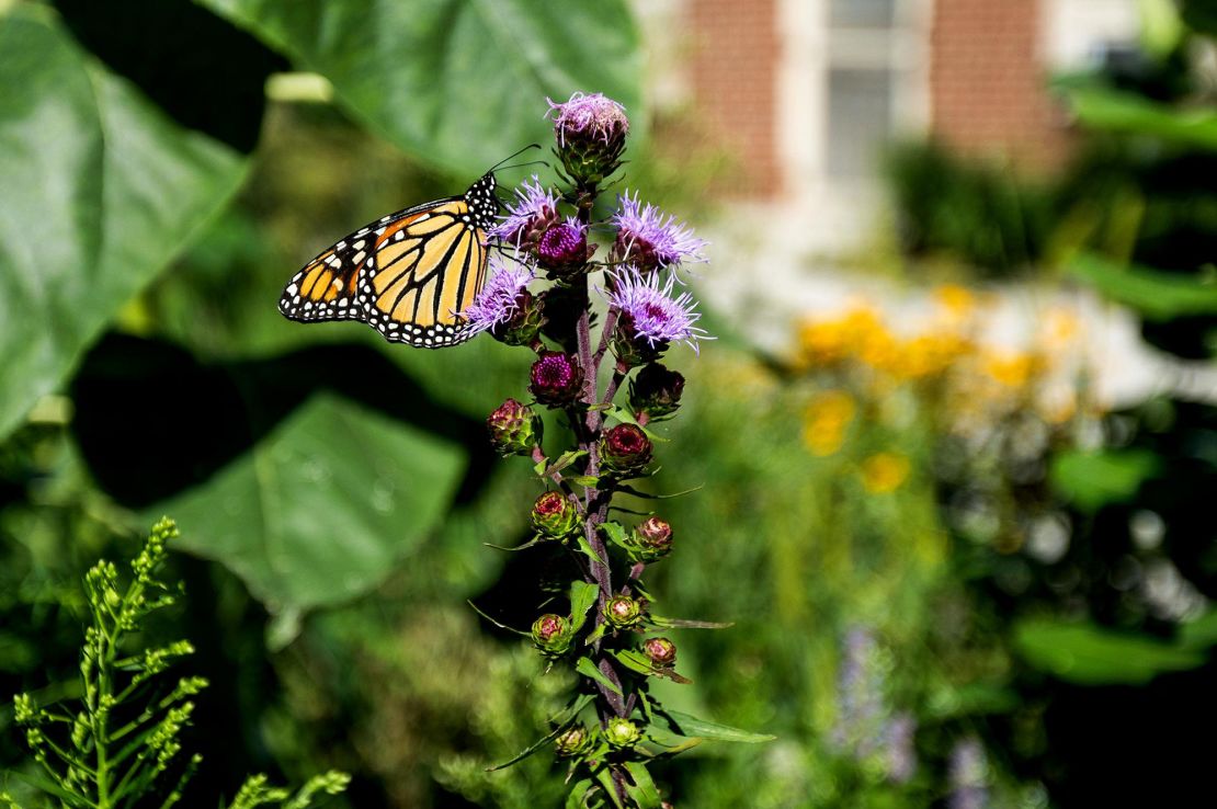 A monarch butterfly drinks nectar from a flower in the pollinator habitat bed near the Chicago Park District warehouse in August.