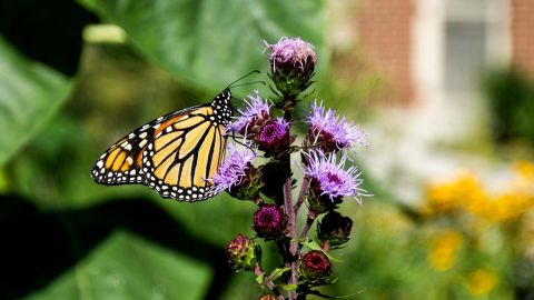 A monarch butterfly drinks nectar from a flower in the Pollinator Habitat bed near the Chicago Park District storehouse in August. 
