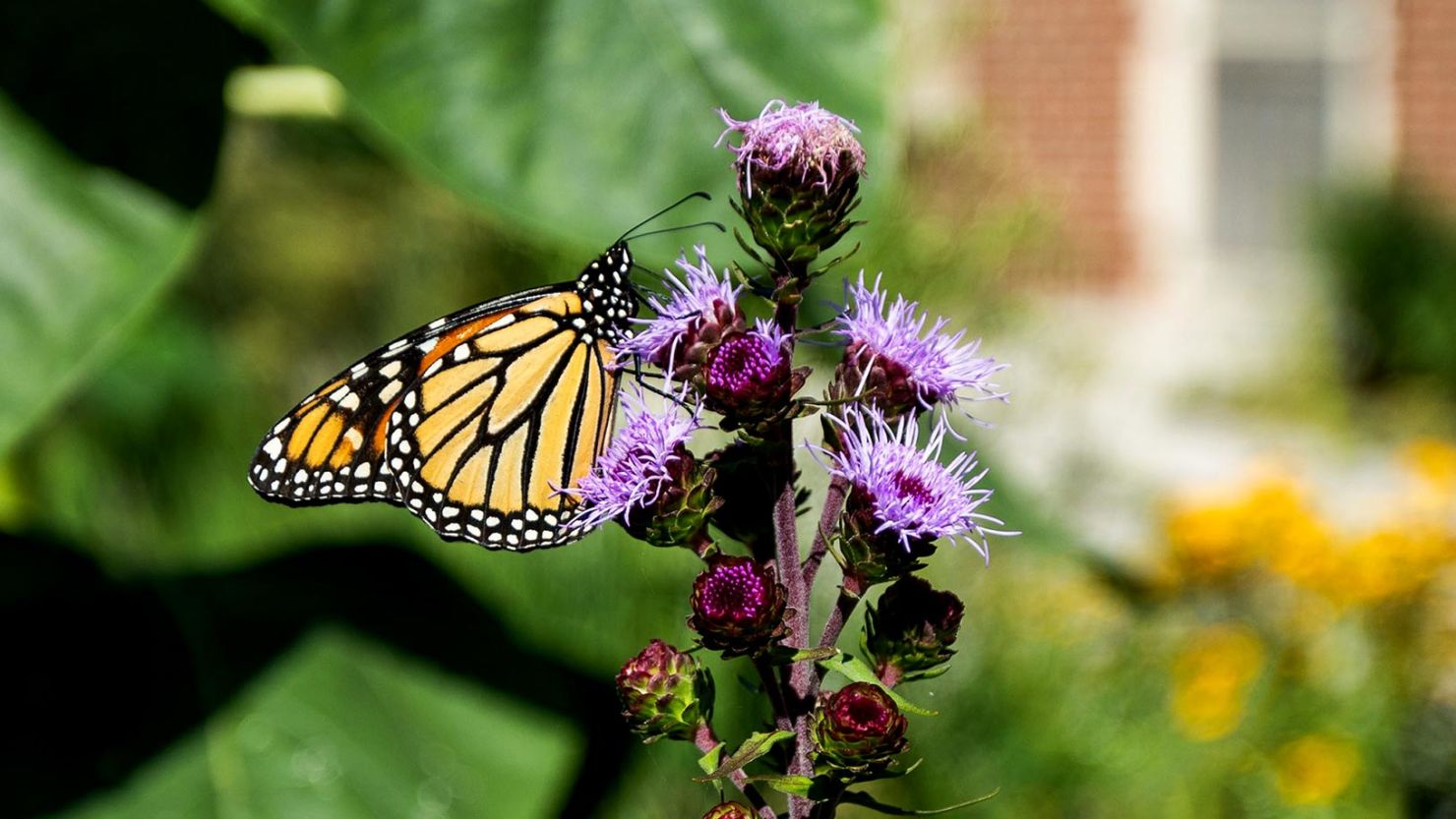 us-wildlife-officials-move-to-add-iconic-monarch-butterfly-to-threatened-species-list