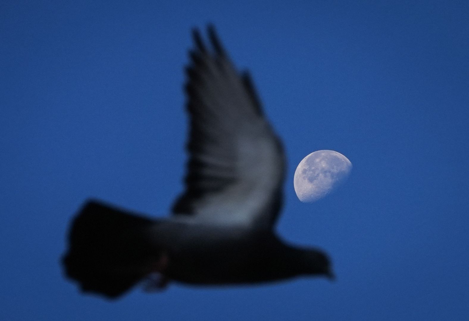 A pigeon flies through the Güvenpark in Ankara, Turkey, early on Monday, November 10.