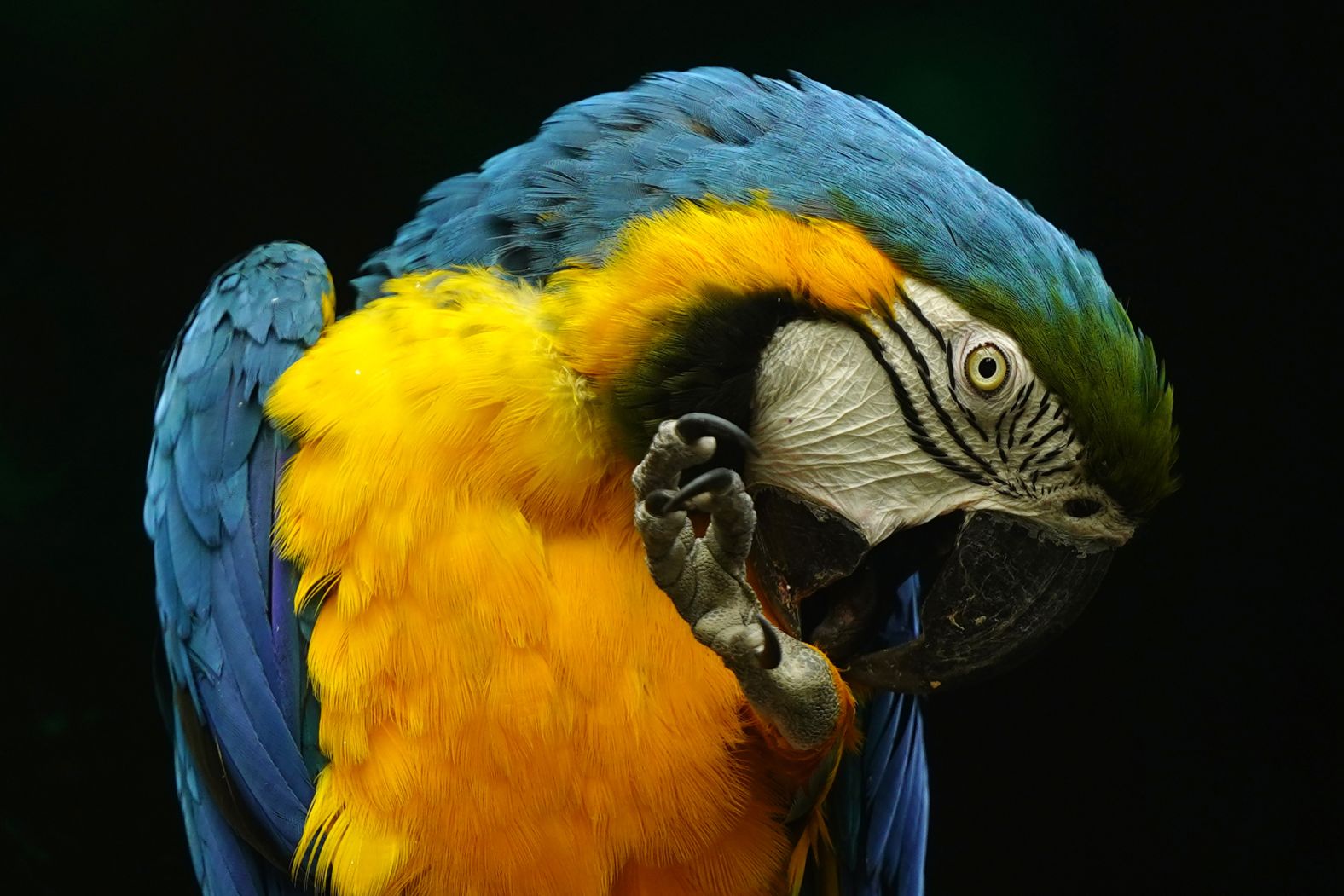 A blue-and-yellow macaw is seen at the National Zoological Park in New Delhi on Monday, November 10. The zoo, which was shut down following the detection of avian influenza, was reopening after more than two months, officials said.