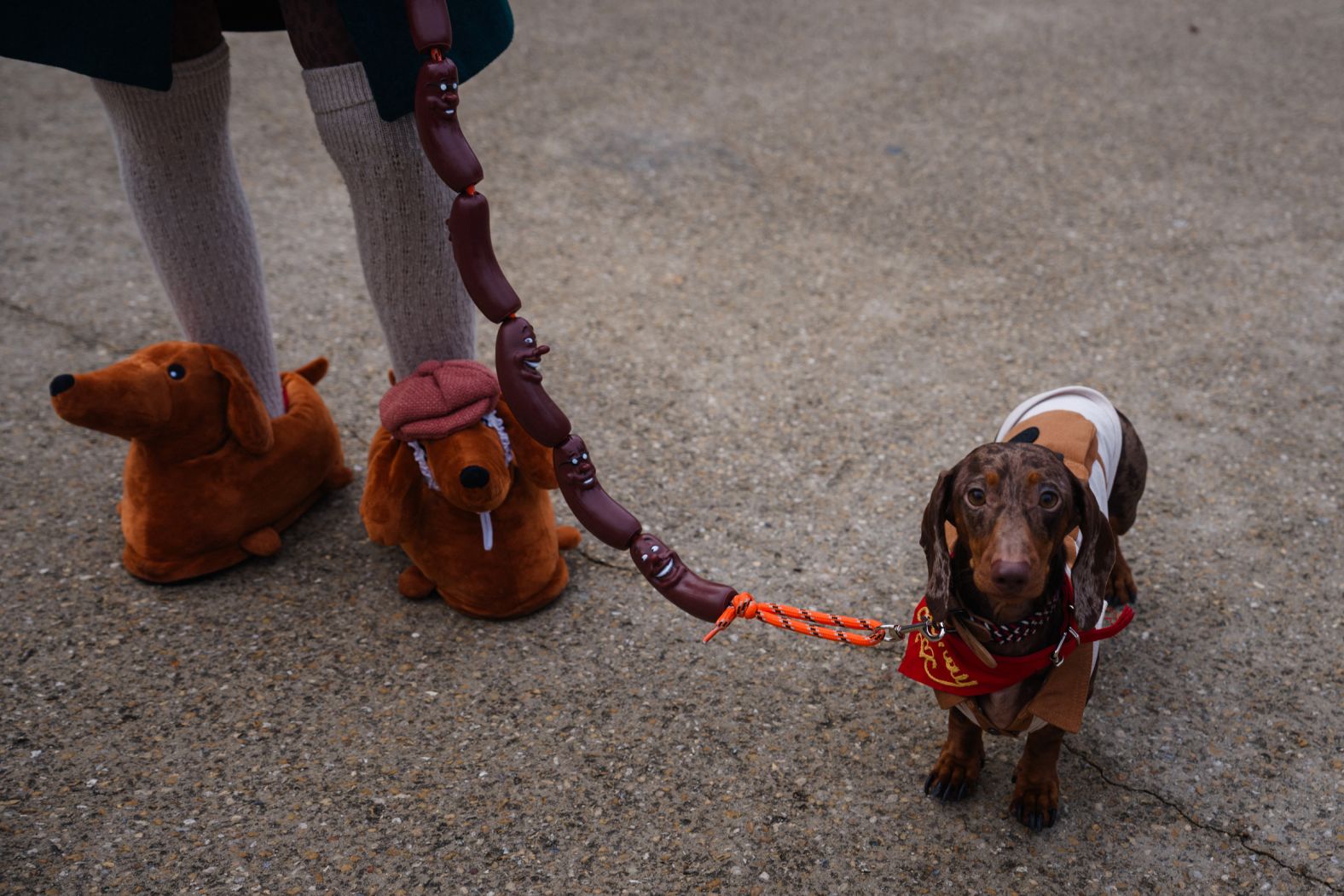 A woman and her dog compete in the Paris Sausage Walk along the banks of the River Seine on Sunday, November 16, The event raises funds for the well-being and adoption of dachshunds.