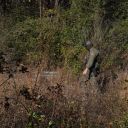 A United State Border Patrol agent searches for two people who fled the scene after agents stopped them while selling flowers on the side of the road on November 16, 2025 in Charlotte, North Carolina.