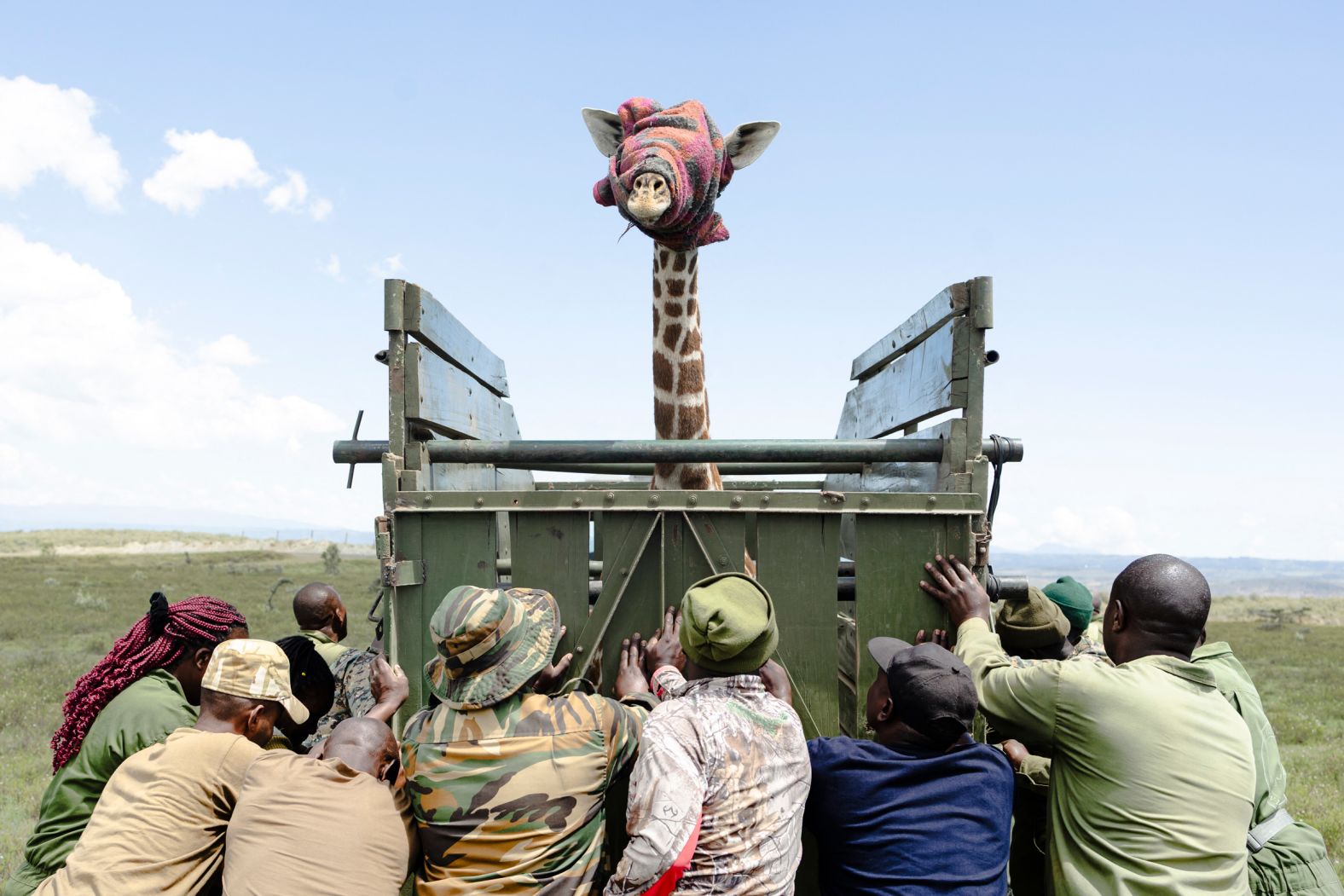 A juvenile Masai giraffe has its eyes covered with a blanket in Naivasha, Kenya, as rangers try to load it onto a trailer for relocation on Sunday, November 16. The blanket is used to reduce stress and prevent panic.