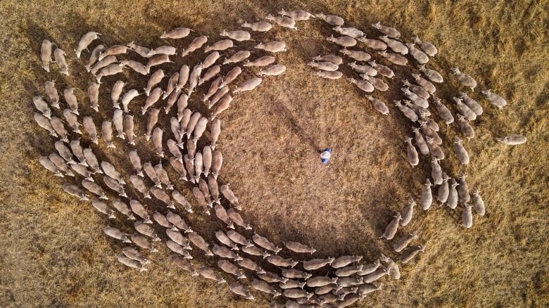 This picture taken on November 13, 2025 shows Australian farmer Ian Gardiner surrounded by sheep as he directs his dogs to move them on his property located on the outskirts of the north-central New South Wales town of Gunnedah.